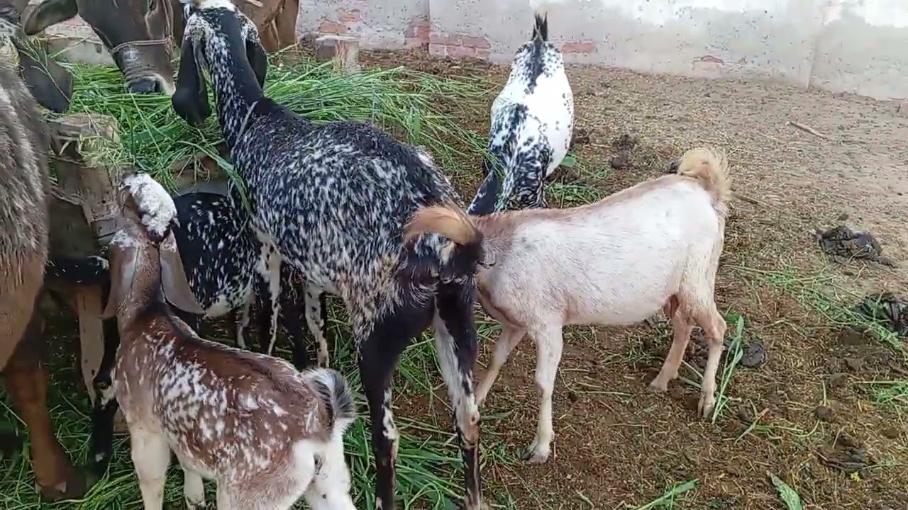 Zohan khan🐐🐐🐐🐐♥️♥️♥️♥️
