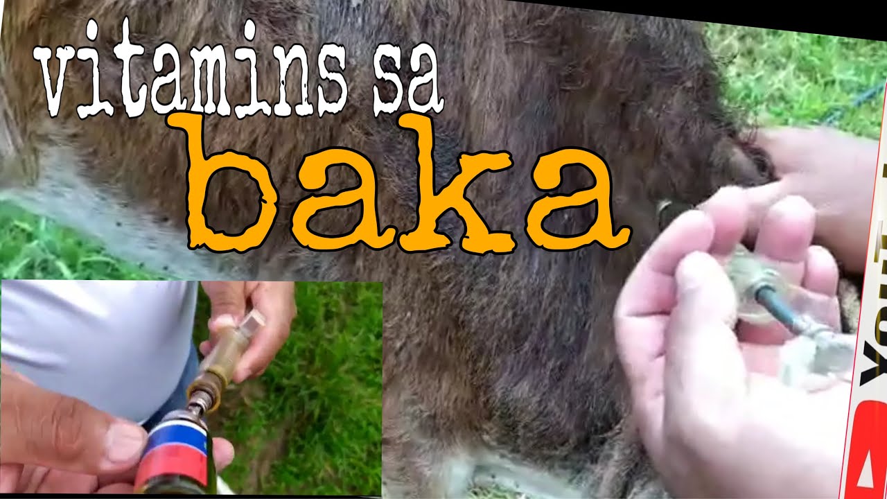 VITAMINS SA BAKA, Saan ituturok??