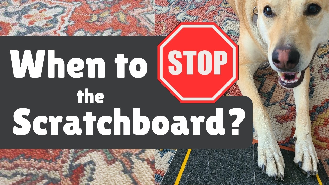 When to Stop a Scratchboard Session when DIY Filing Your Dog's Nails at Home