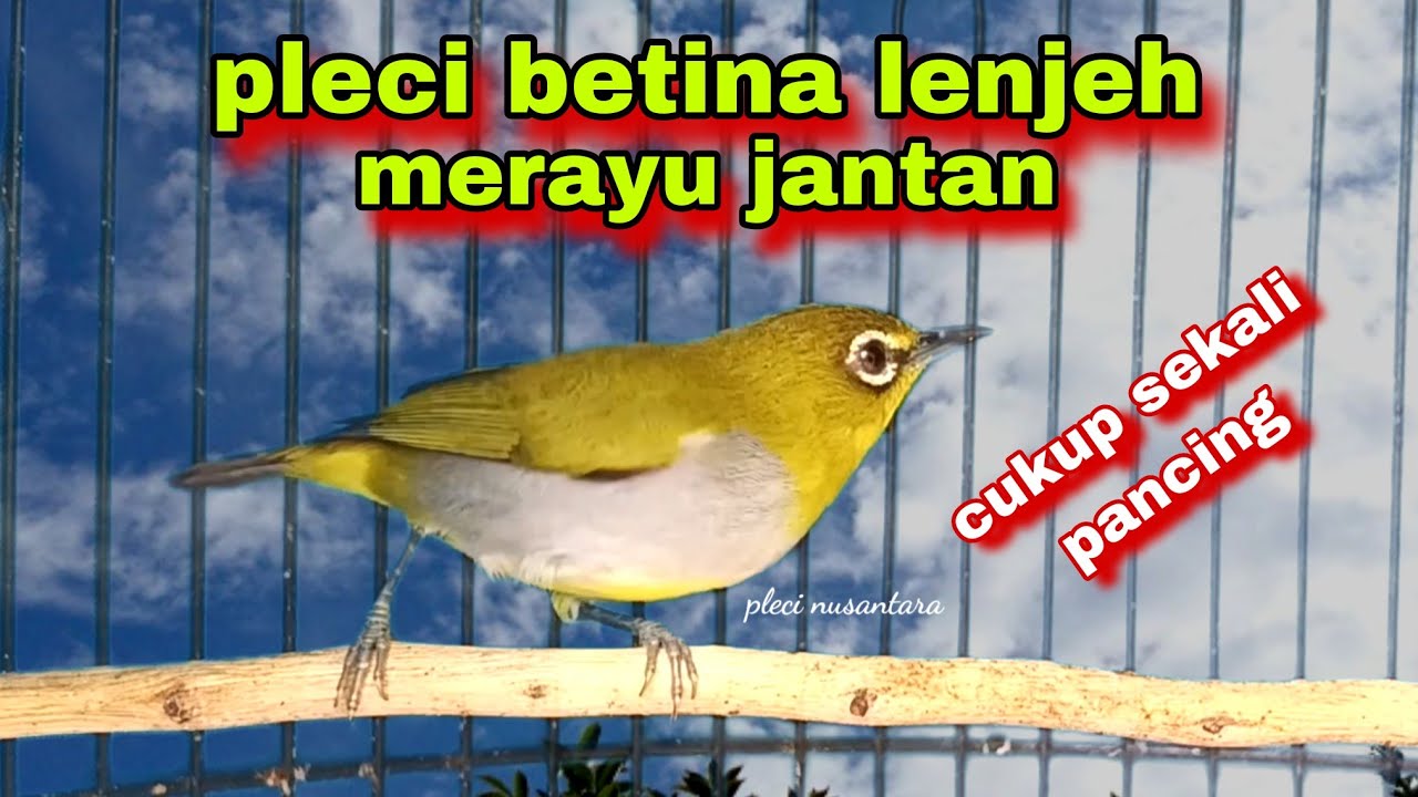 Pleci Betina Birahi Memanggil Jantan,Pancingan Pleci Bustomi Biar Gacor Dor