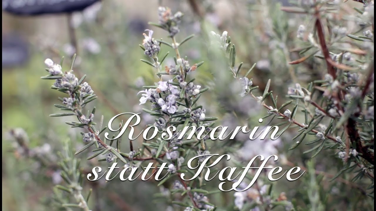 Rosmarin statt Kaffee - Viriditas Heilpflanzen-Video