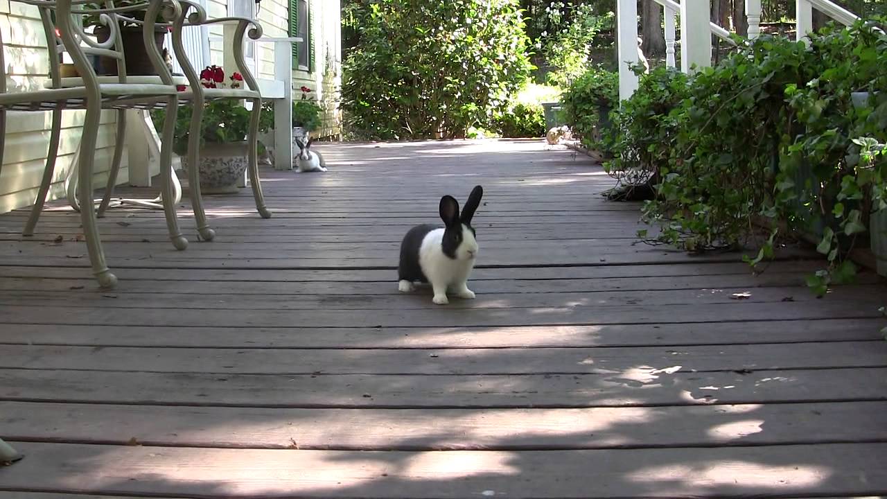 Dutch Rabbits from Garden Gate playing on the porch