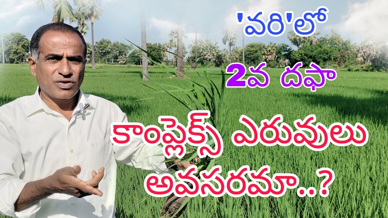 వరిలో 2వ దఫా కాంప్లెక్స్ ఎరువులు అవసరమా..?|paddy fertilizer uses|by karshaka nestham