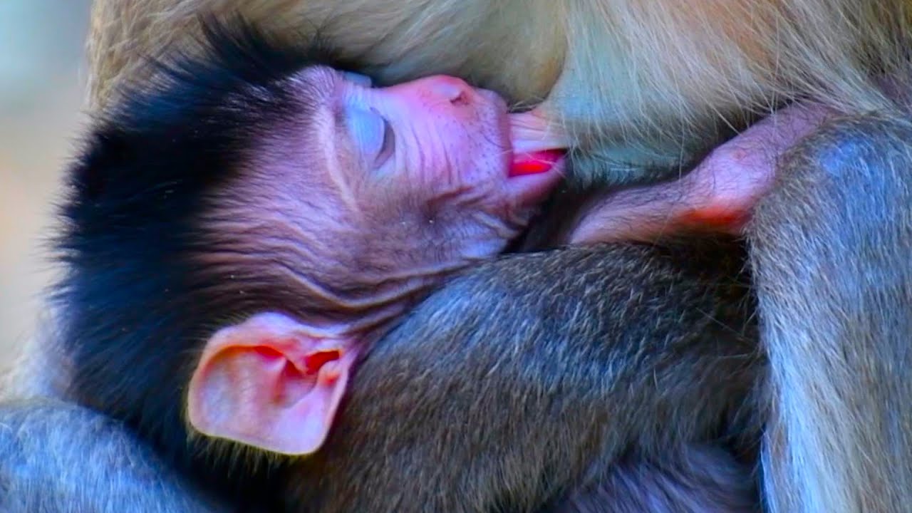 Cute Just Newborn Baby Monkey Getting More Milk And Sleeping