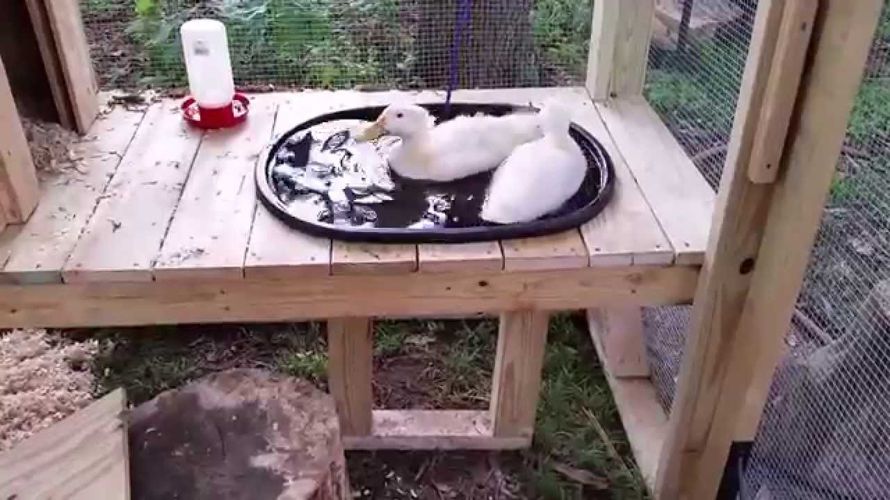 Backyard Duck Coop