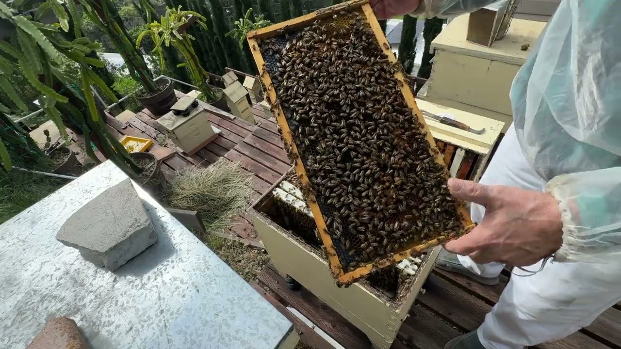 23 января, хотел сделать отводок 1/23/26 try to split hive. 