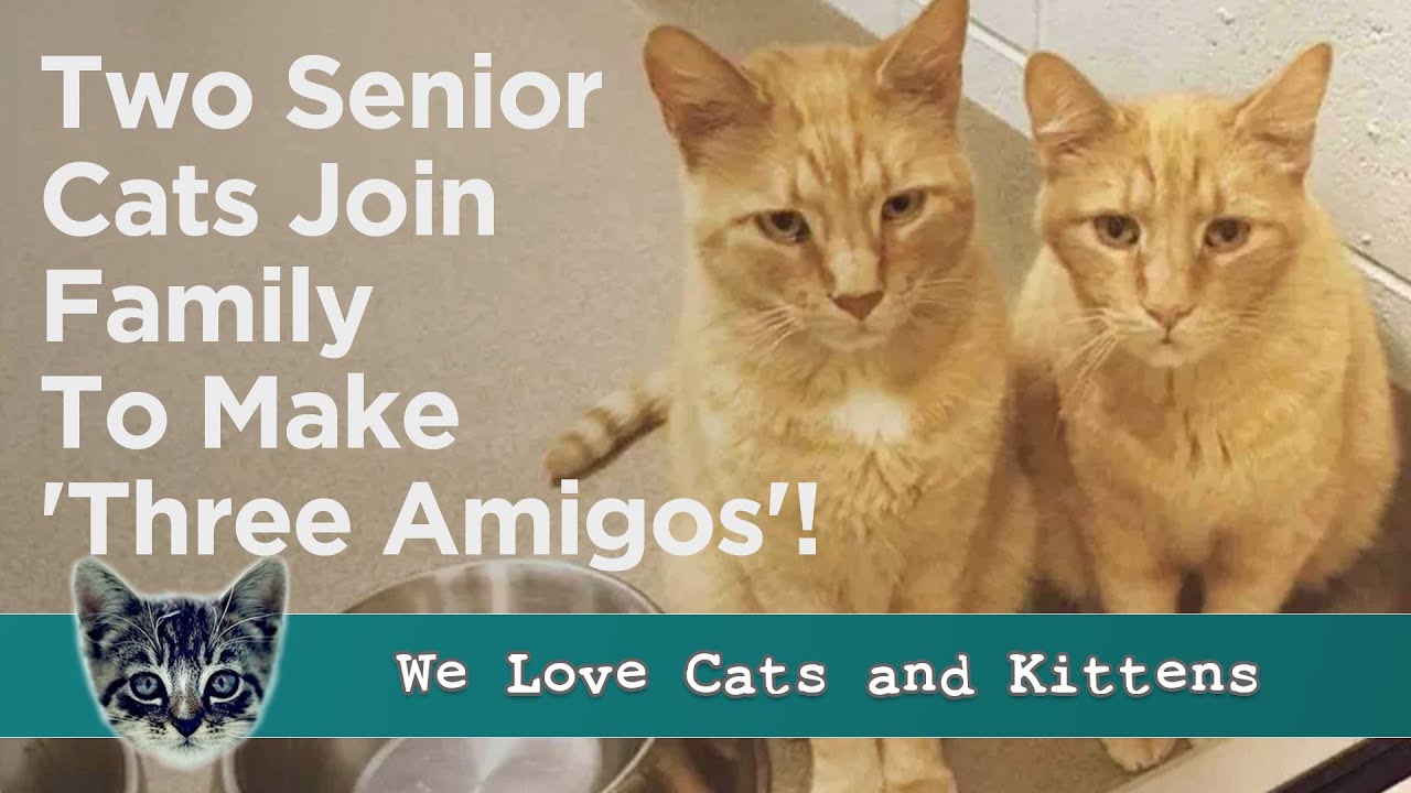 Two Ginger Senior Cats Couldn't Find Anyone To Adopt Them From The Shelter. Until This Happened!