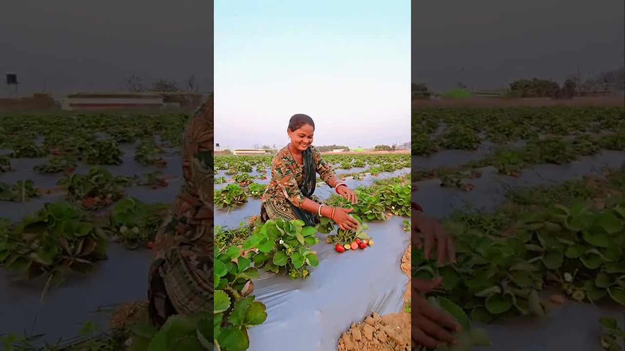 Bhanj dishom re strawberry 🍓 #shorts #ytshorts #reels #reels #status #fruit #status #4k