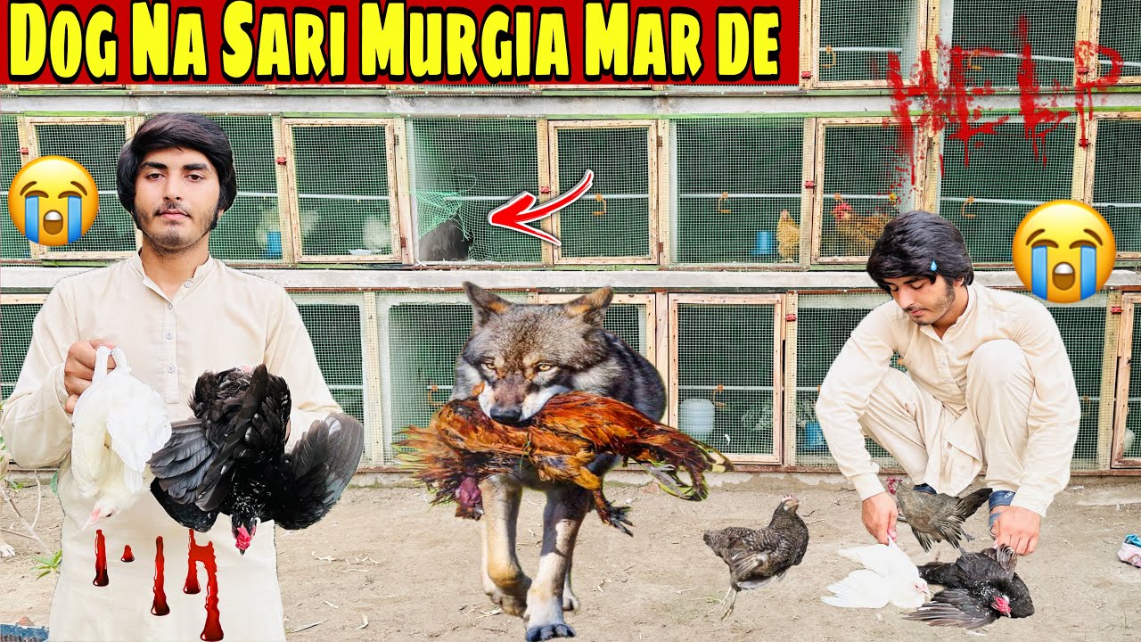 Dog na sari Murgya Mar De 😭😭😭 Polish or Silkey k Rady to breed Hen