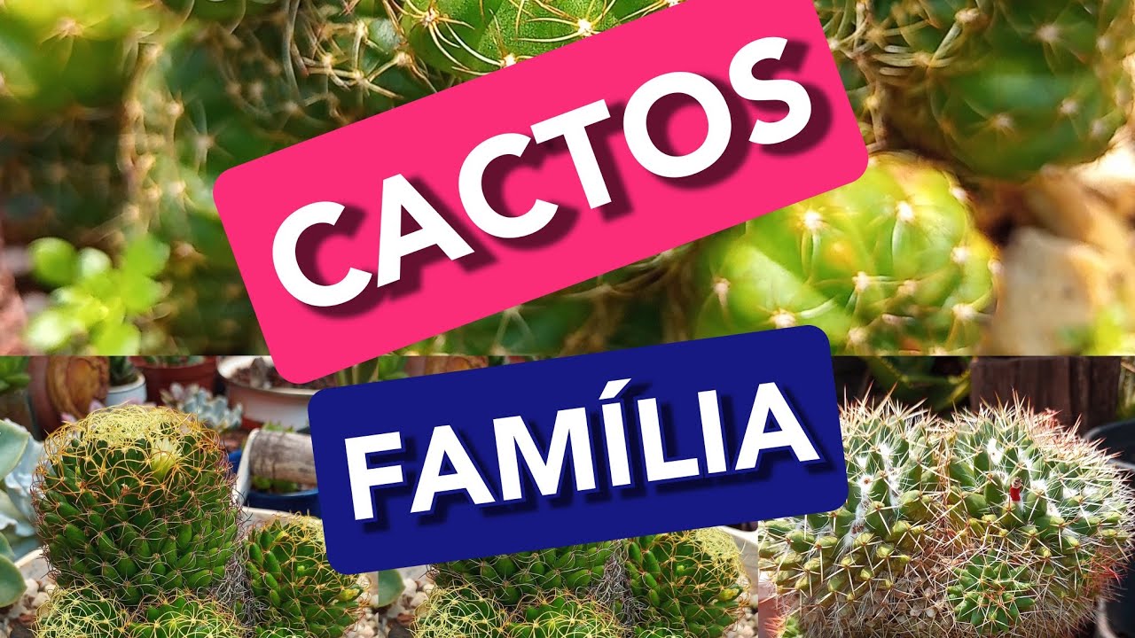 Cactos Parideiros: Parte dois/