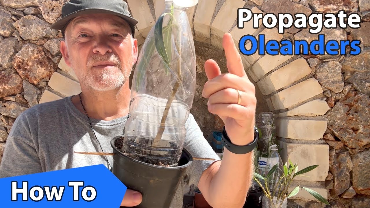 How To Propagate Oleander with This Easy and Cheap Method