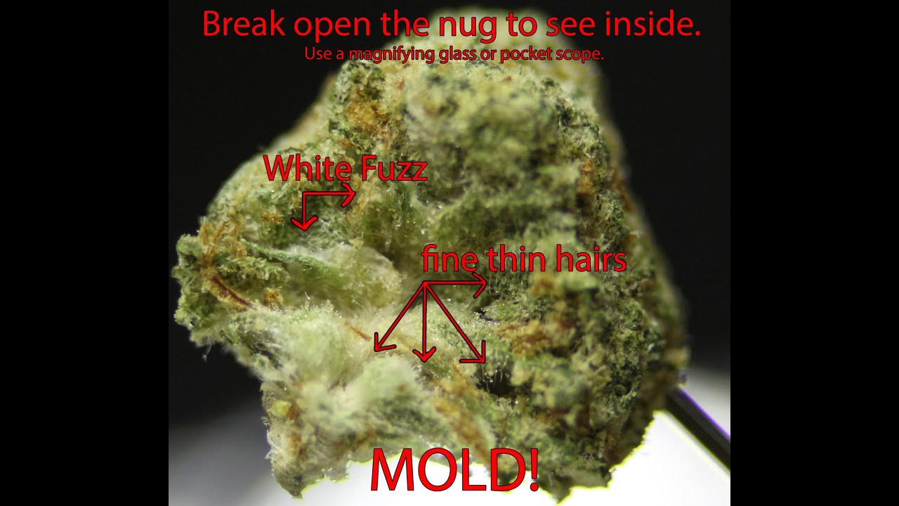 The Moldy Weed Guide: How To Safely Use Cannabis