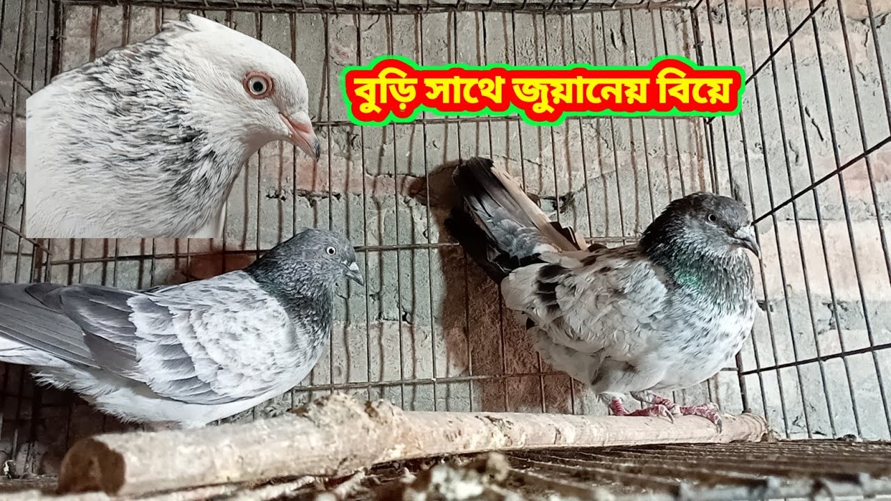 কবুতরগুলো জোড়া দিয়ে বিপদে পড়ে গেলাম।