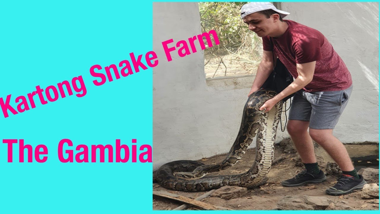 Kartong snake farm in The Gambia