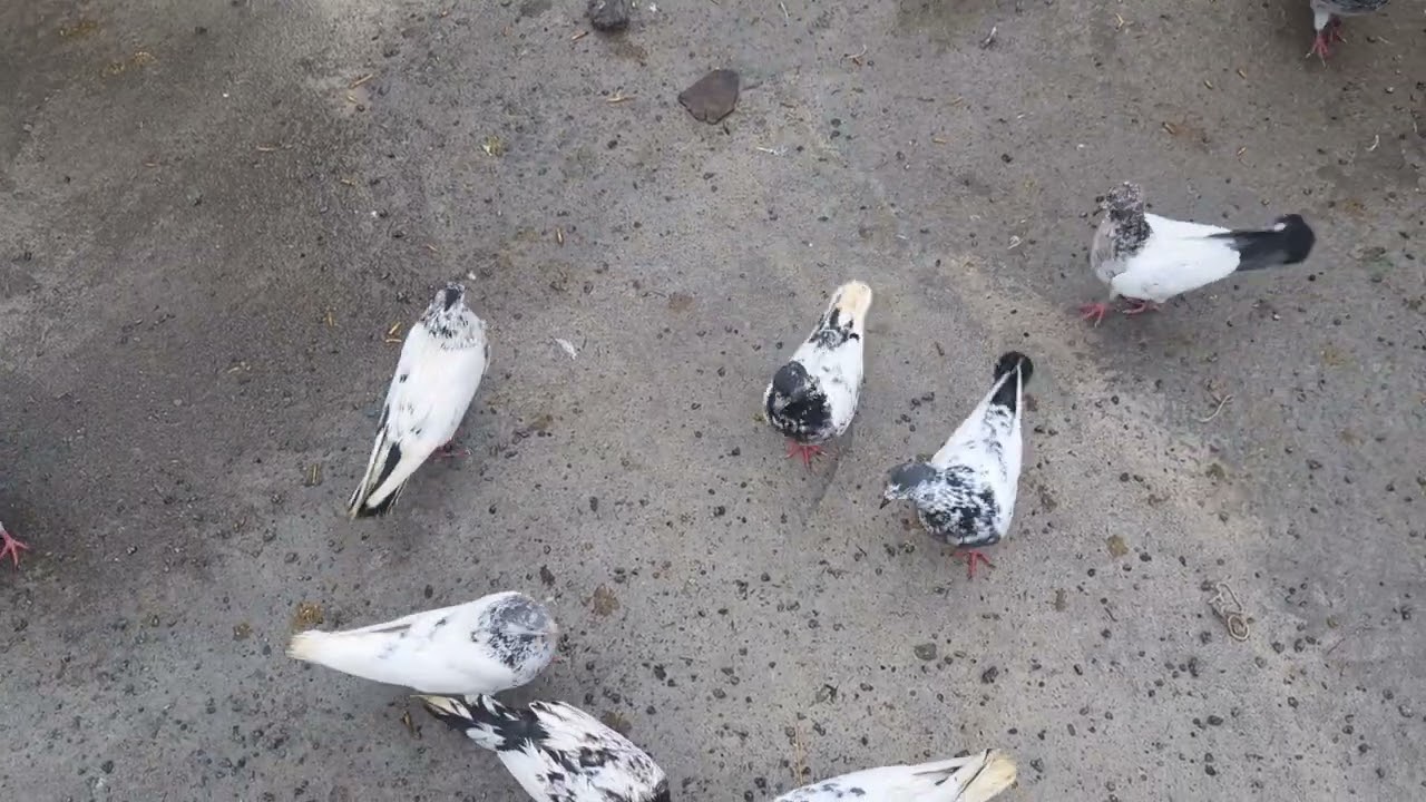 Aj 1 patha pakra kamaal ka patha ha HAZARA PEIGONS ABBOTTABAD