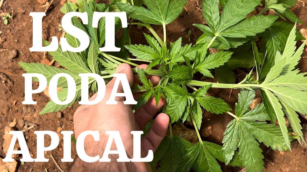 🥦GUIA DE CULTIVO CANNABIS EXTERIOR | PLANTAS FUERTES con PODA APICAL y LST | CAP.2