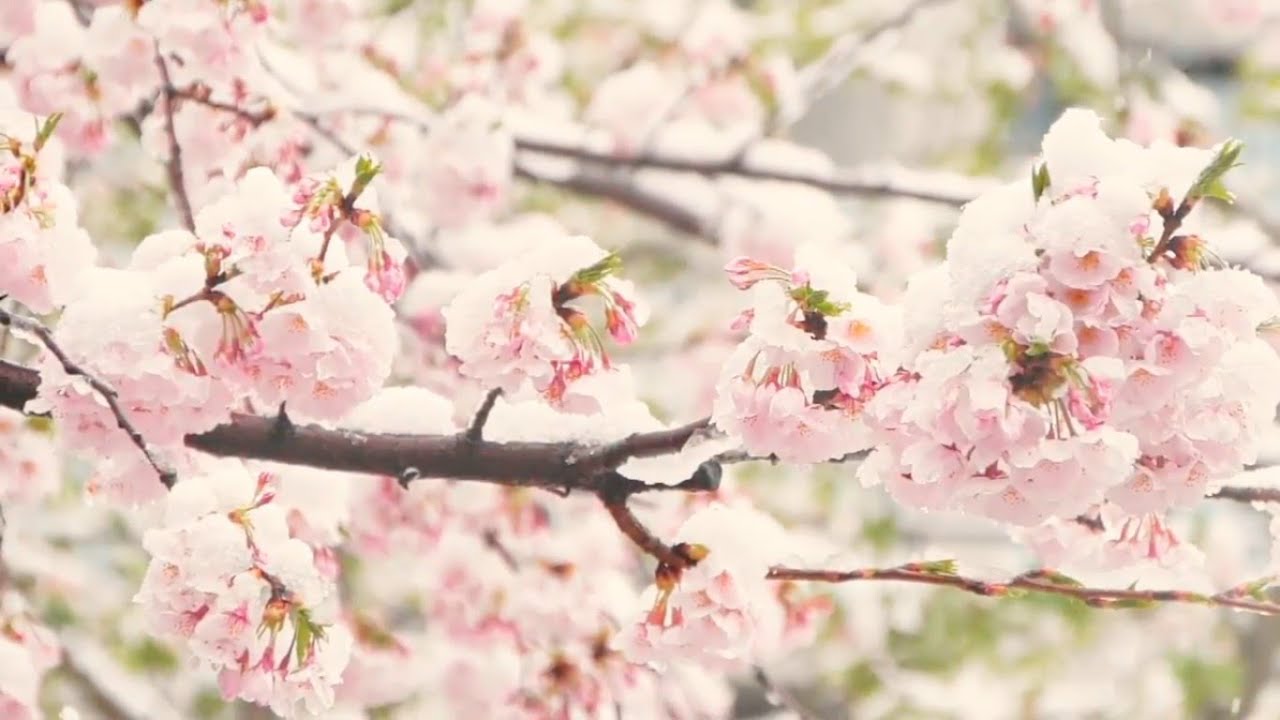 Find Peace: 1 Hour of Relaxing Music to Calm the Heart”