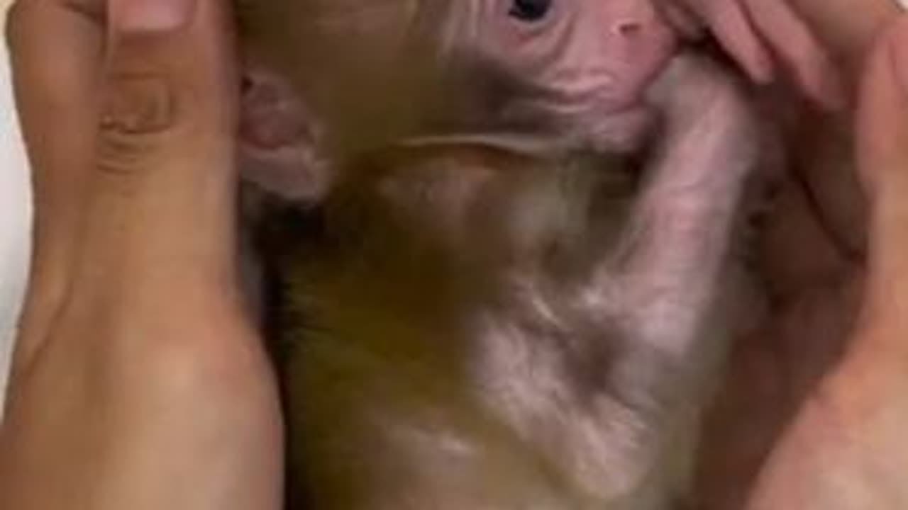 小猴子安逸的一天 