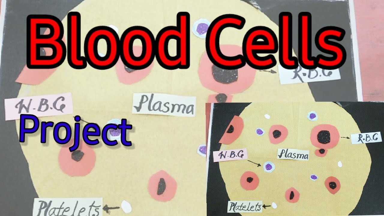 How to make blood Cells project | Science project