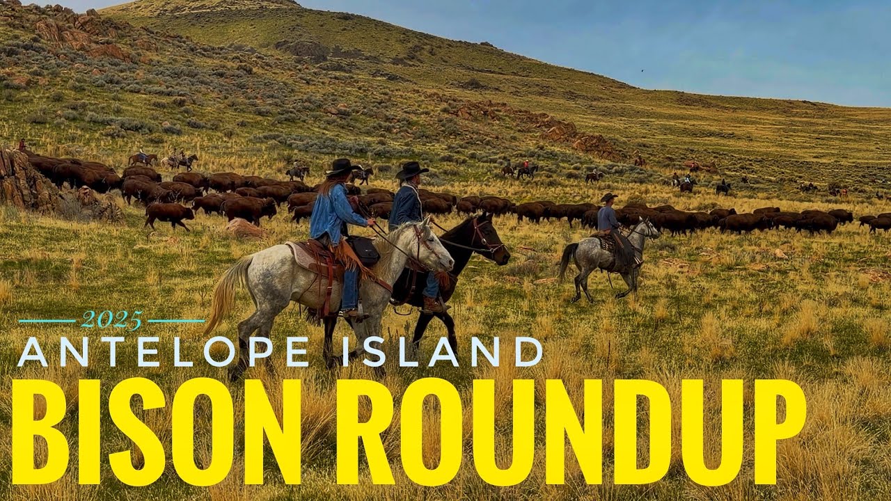 Stampede Season! The Annual Bison Roundup at Antelope Island 2025 🦬🤠🦬