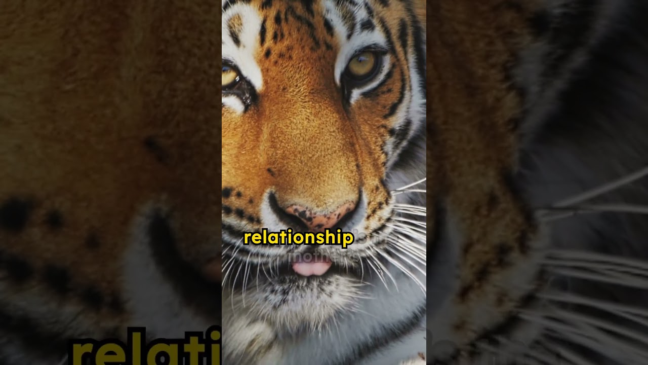 tiger parent child relationship 1/2 