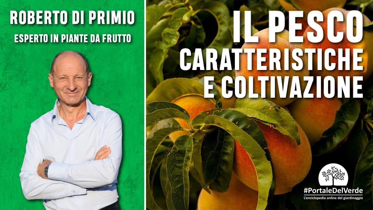 Piante da frutto: il pesco
