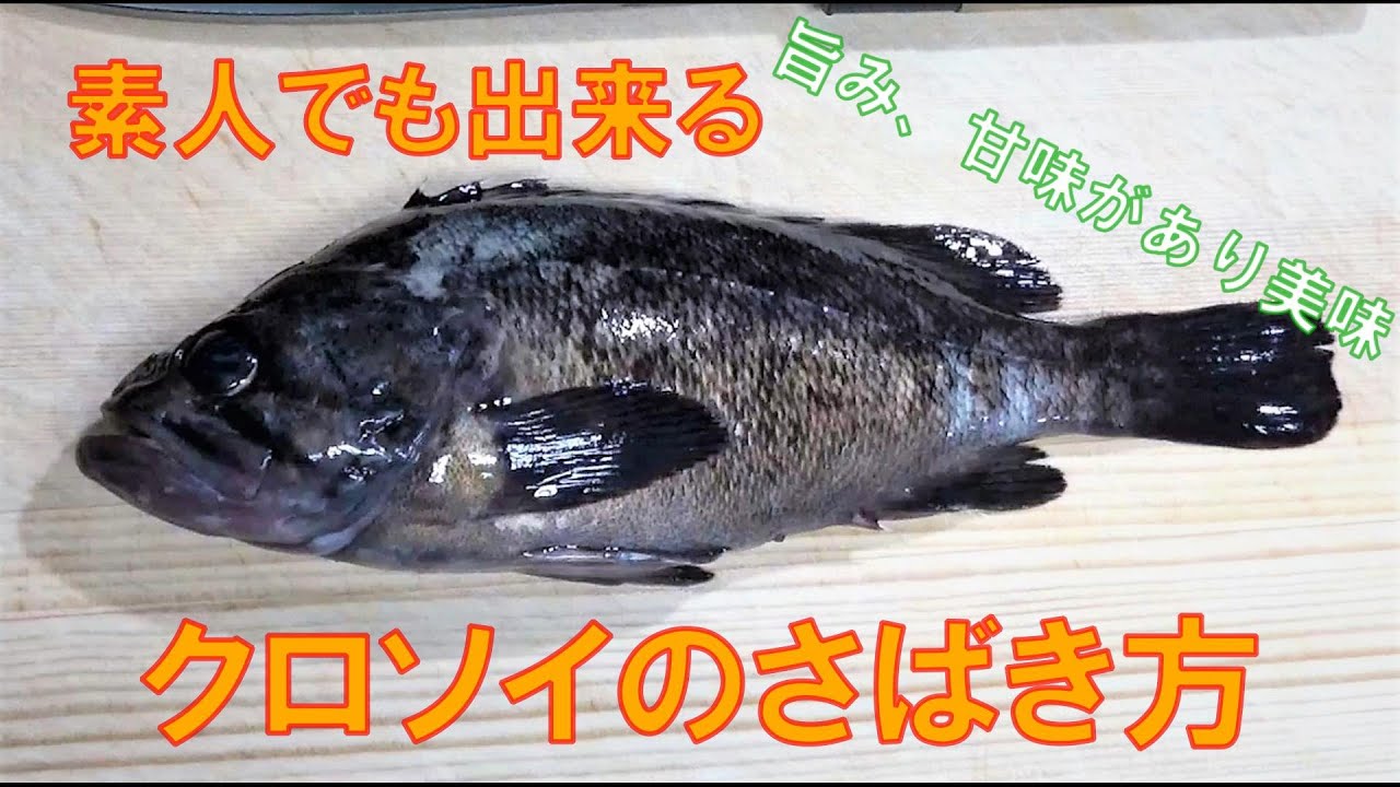 素人でも出来るクロソイのさばき方【刺身】
