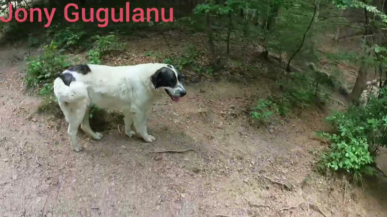 Viata la stana, Ion Pitropu din  Armeniş, Banatul montan.
