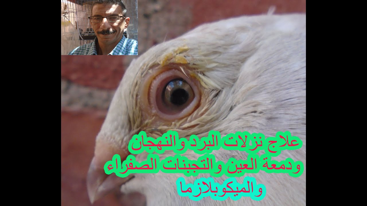 علاج نزلات البرد والنهجان ودمعة العين  عند الحمام والتجبنات الصفراء حول العين