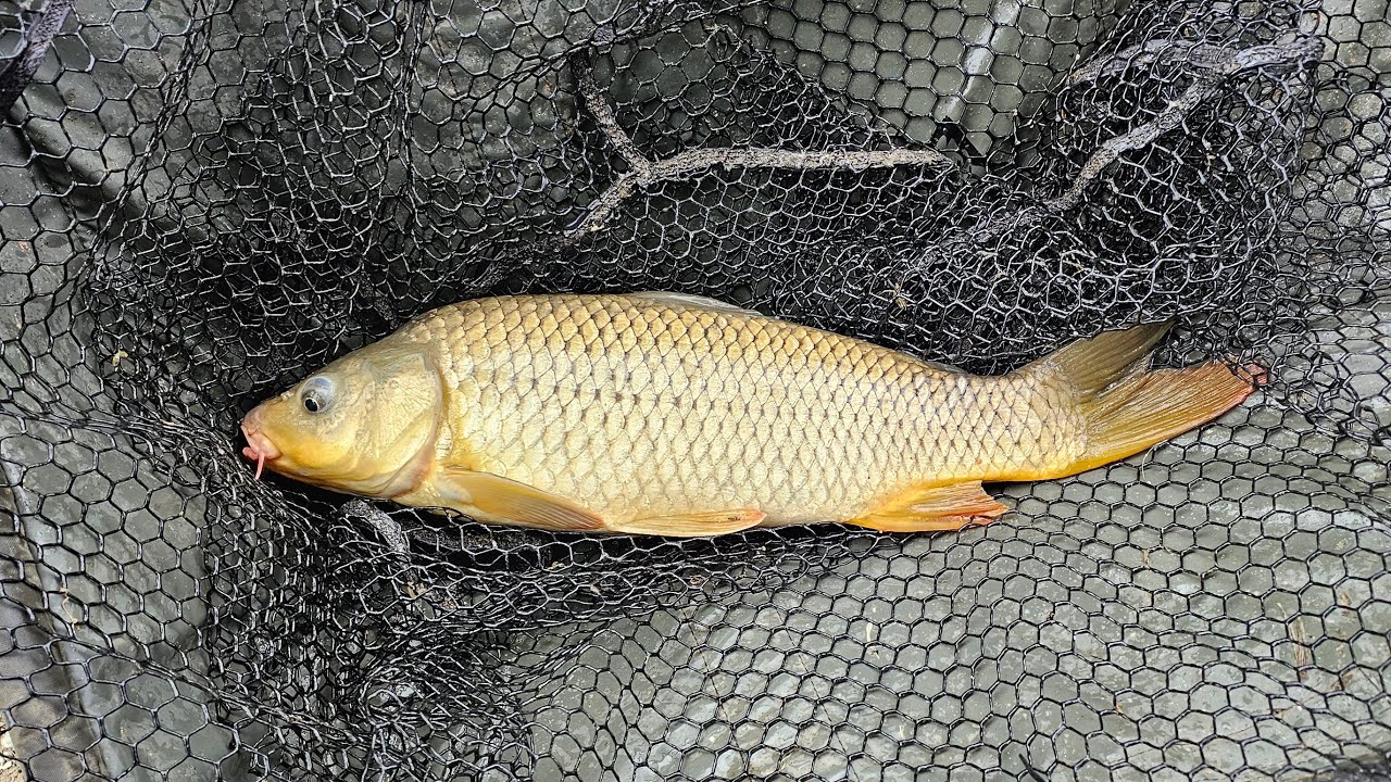 Carp and Catfish is live Fishing for big uns