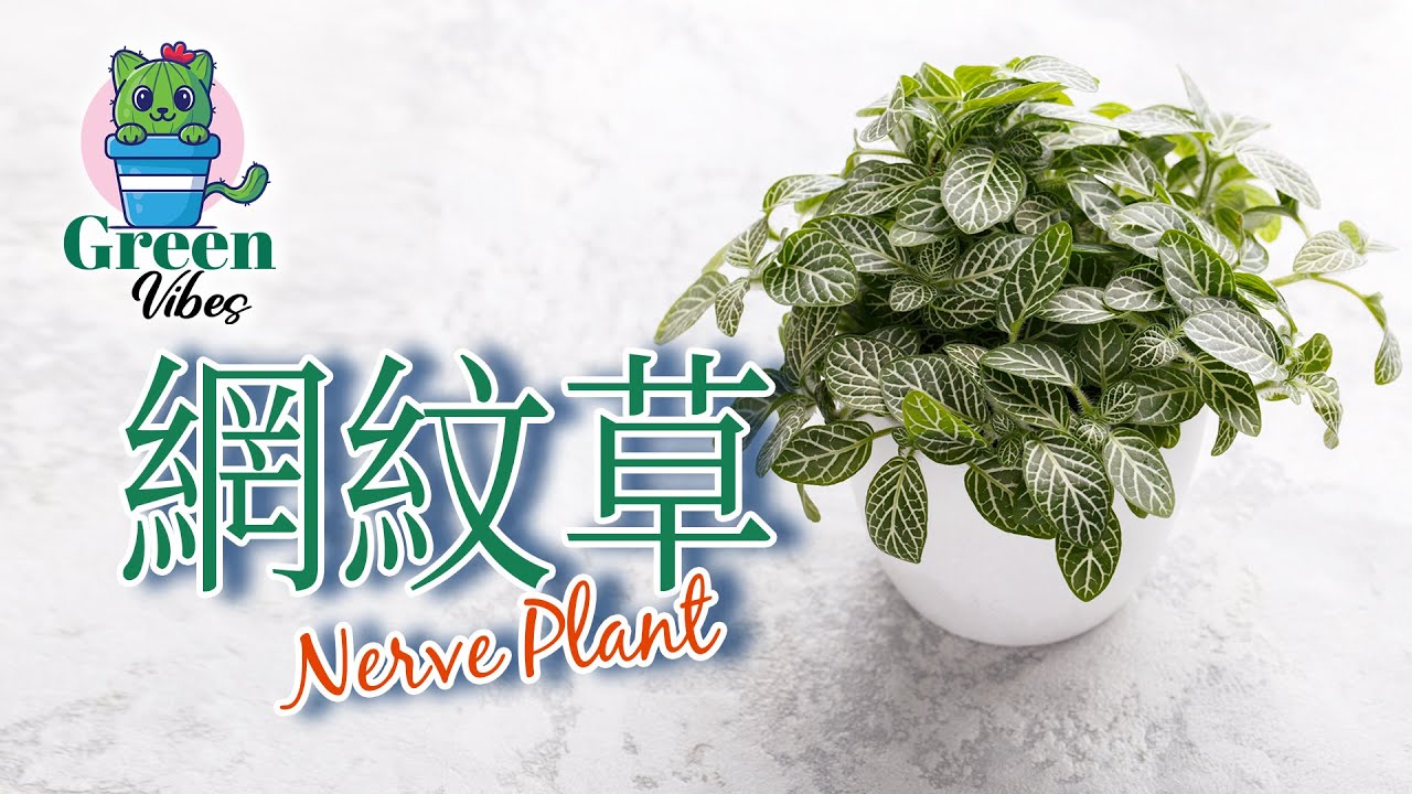 網紋草~有著縱橫交替明顯的網紋綠植