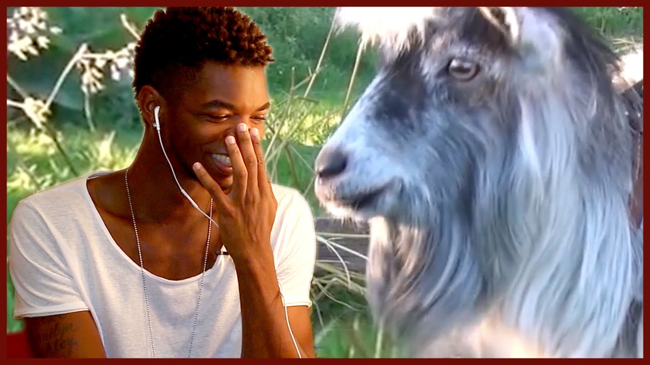 KINGSLEY REACTS TO STUPID VIDEOS