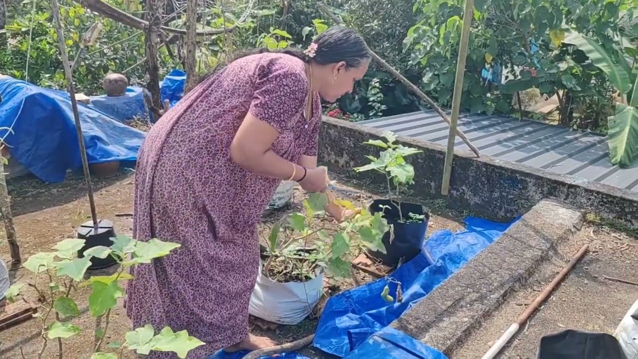 അമ്മയുടെ ഒരു ചെറിയ പച്ചക്കറി കൃഷി കണ്ടാലോ❤️#dailyvlog#minivlog#happylife#food🥰