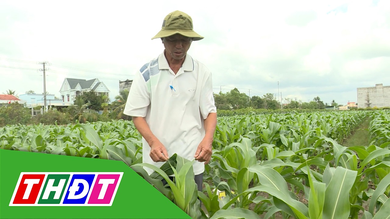 Vị ngọt của bắp trên đất mặn Gò Công | Nông thôn ngày nay - 6/3/2026 | THDT
