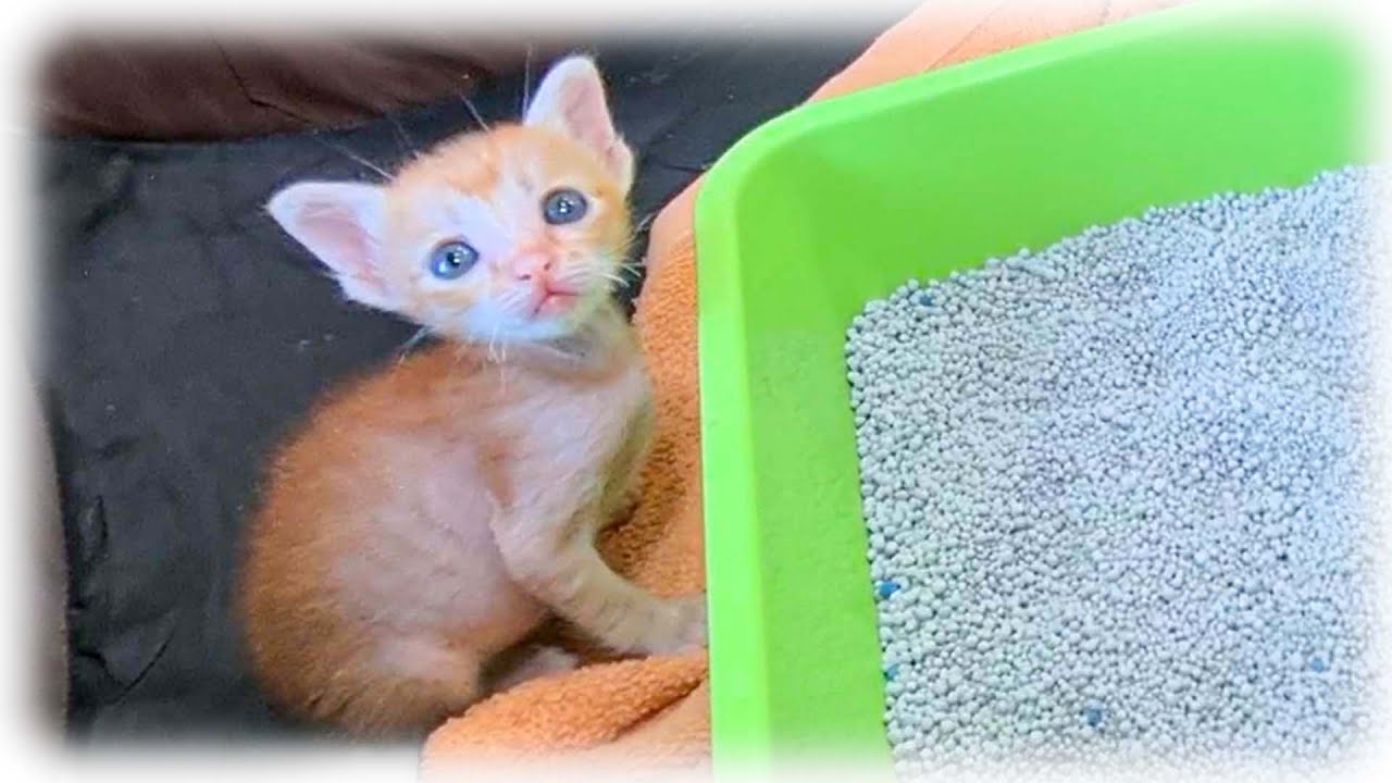 突然現れた猫砂に驚いてしまう赤ちゃん子猫【子猫保護】