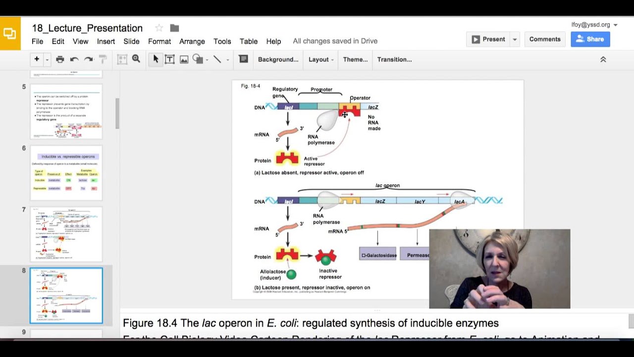 Regulation of Gene Expression Chap 18 CampbellBiology