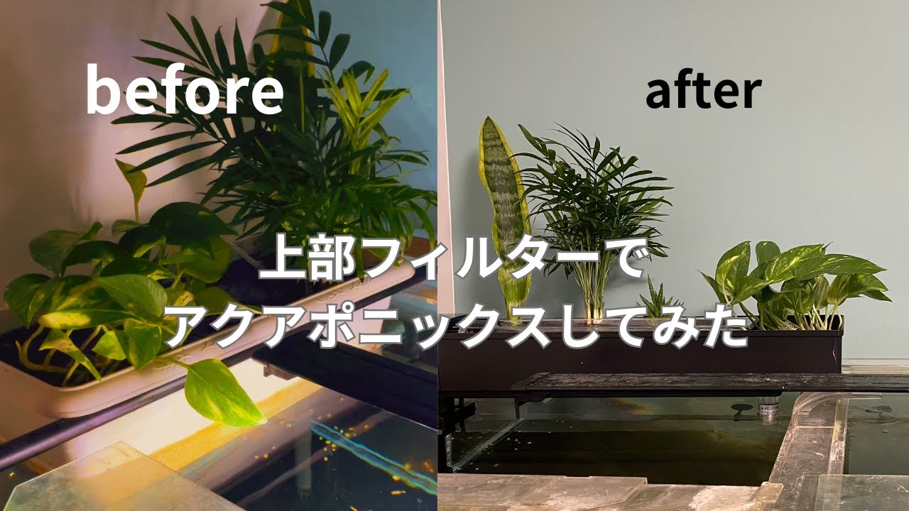 誰でも簡単にできる！？上部フィルターでアクアポニックス　コトブキ製トリプルターボBOX600