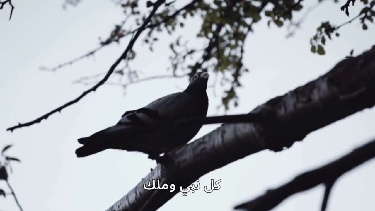 ما أعدلك | محمد المقيط