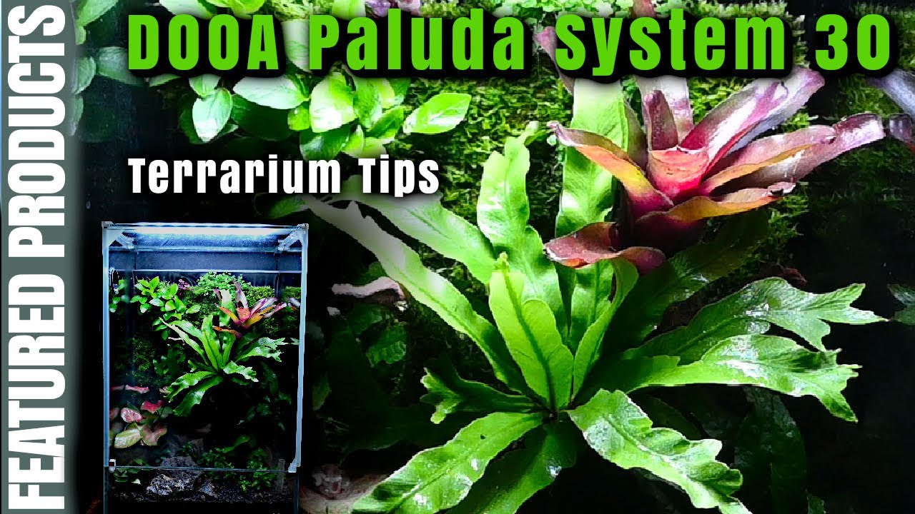 Setting a Terrarium using DOOA Paluda System 30 | Terrarium tips
