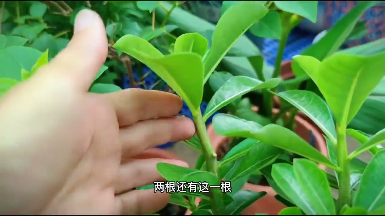 沙漠玫瑰枝条太长不开花怎么办？只要这样修理它花苞蹭蹭来