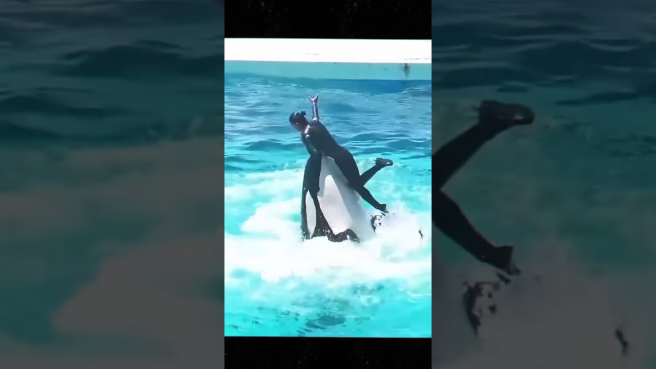 The Truth About Jessica Radcliffe and the Killer Whale Attack 😱🐋