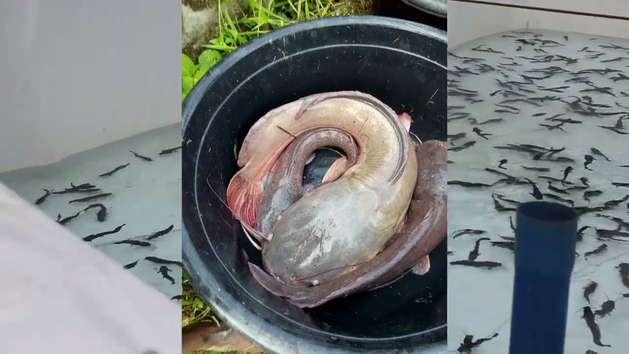 CATFISH WATER MANAGEMENT pt 1. How to treat catfish pond water for better fish growth to make profit