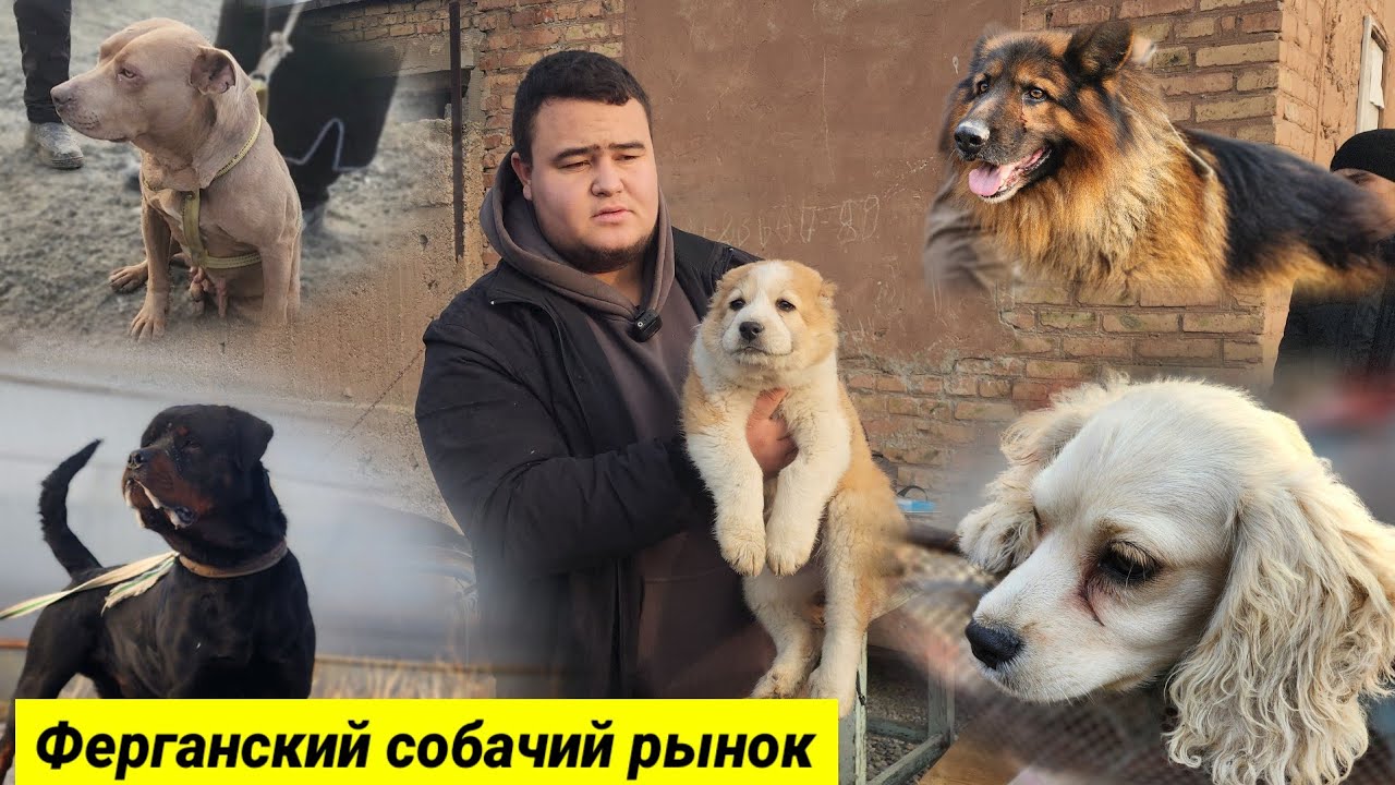 ФАРГОНА БЕШБОЛА ИТ БОЗОРИ НАРХЛАРИ Ферганский собачий рынок #2026#бешбола #фаргона4-yanvar, 2026
