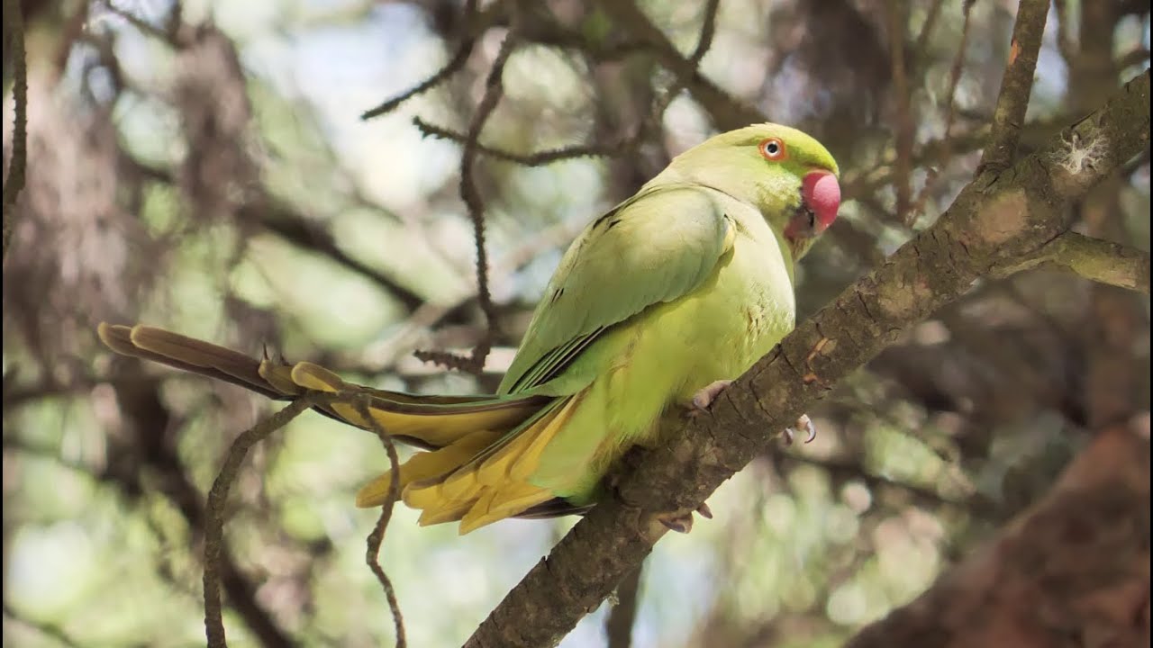 Rose-ringed Parakeet / Ожереловый попугай