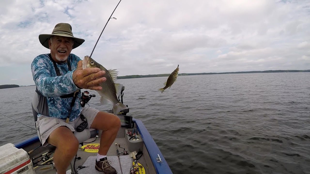 Catching & Showing White Perch Using Live Scope