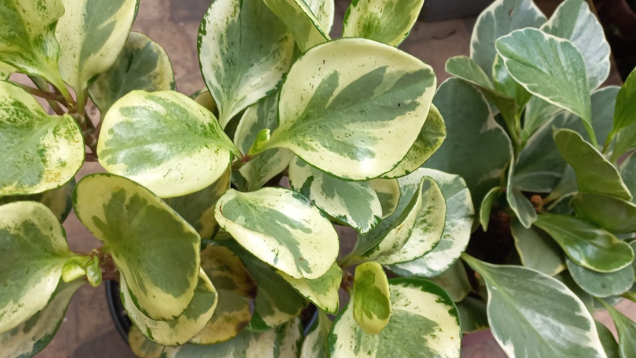 Como deixar a peperomia obtusifolia variegata cheia!