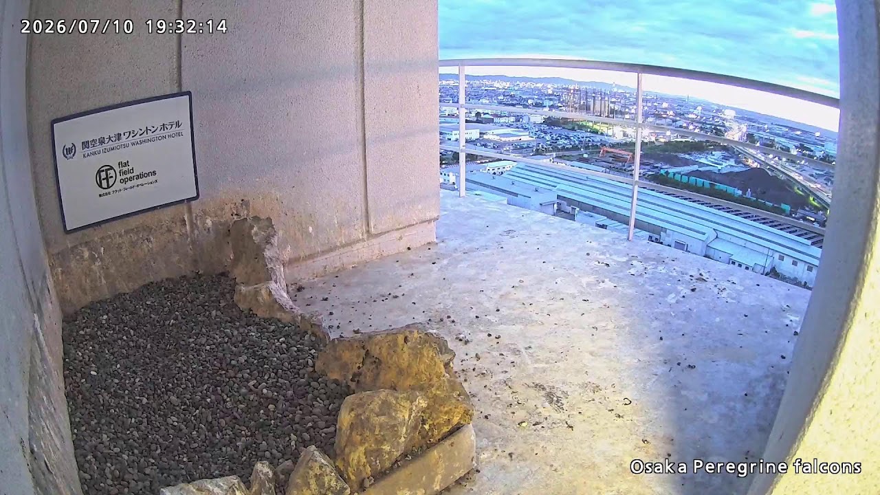 Nest Cam-巣内カメラ