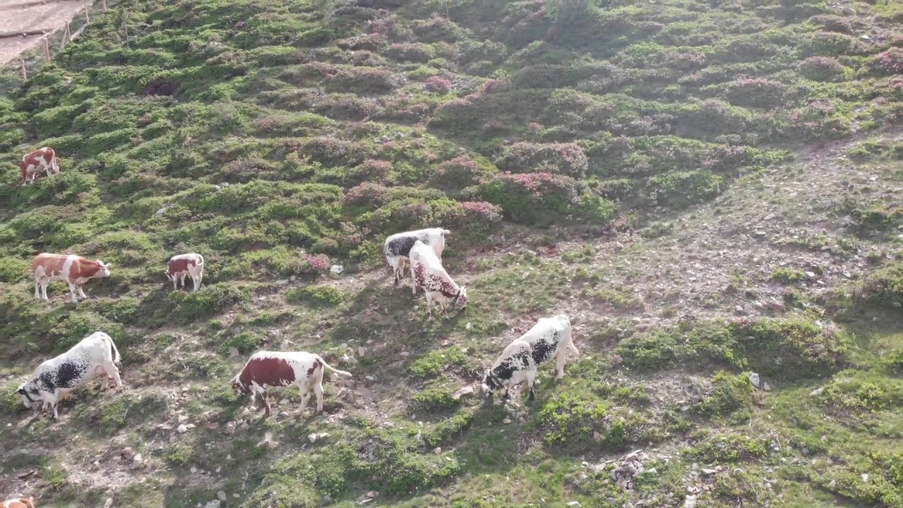 Ochsenalm 2019
