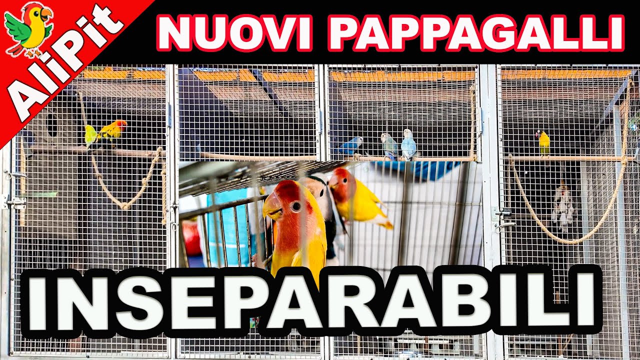Dal venditore alla mia voliera l&rsquo;arrivo dei nuovi pappagalli Inseparabili #inseparabili #gabbia