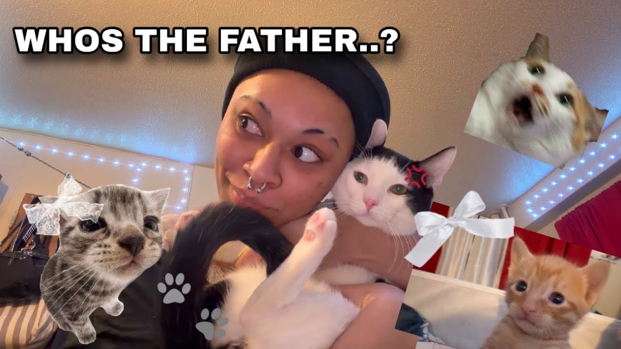 MY CAT HAS KITTENS??? 